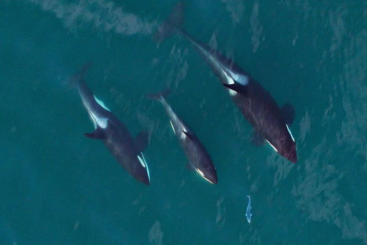 Orca Salmon Hunting — Knight Inlet British Columbia