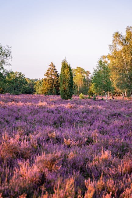 Heideblüte Mehlinger Heide