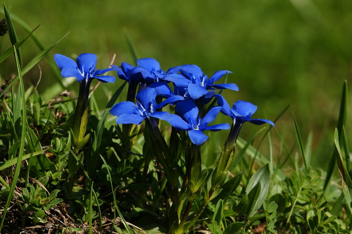Spring Gentian Bloom — Burren