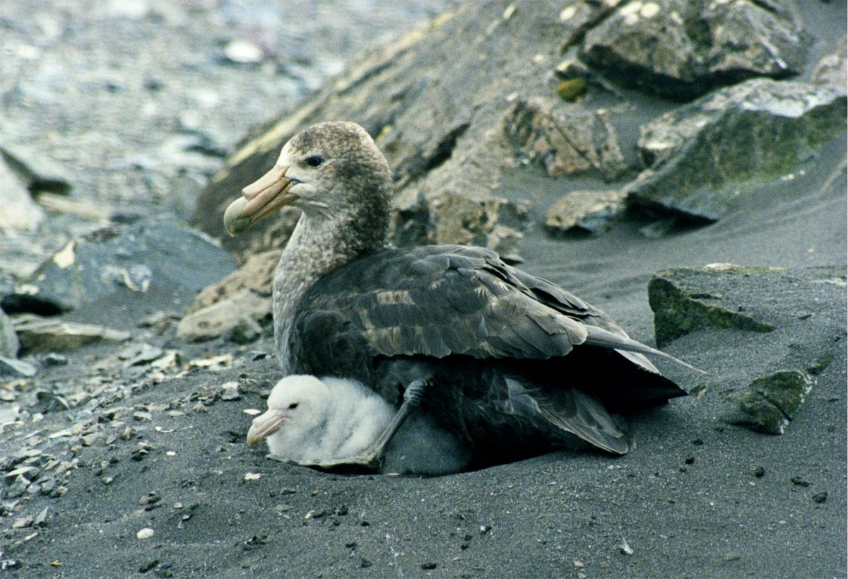 Southern Giant Petrel Breeding Aggregation — Crozet Islands