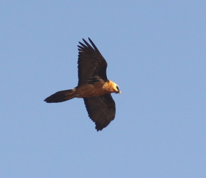 Lammergeier viewing — Mallos de Riglos area