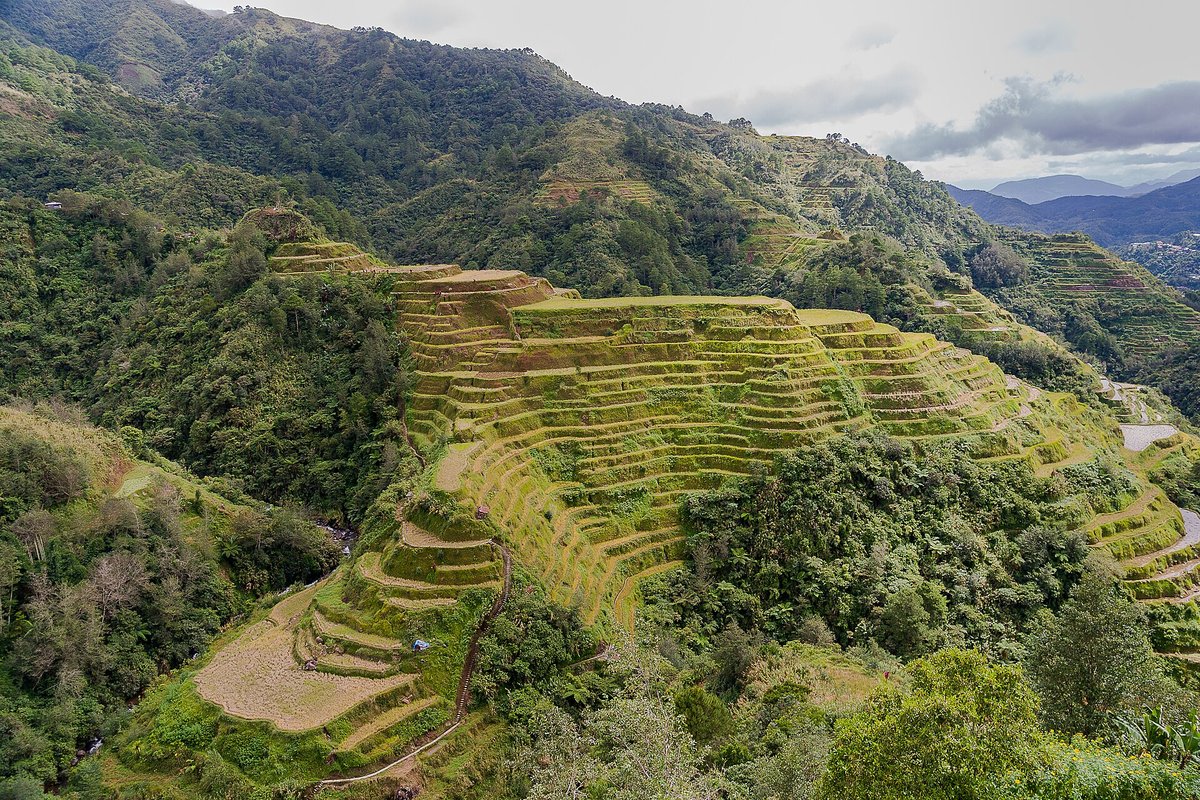 Banaue Rice Terraces Harvest — Ifugao Philippines