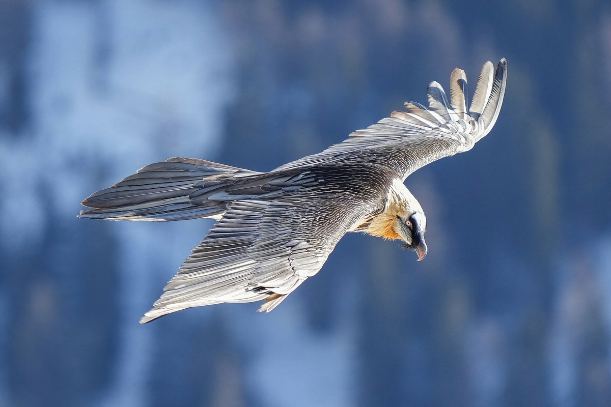 Bearded vulture feeding station — Pyrenees