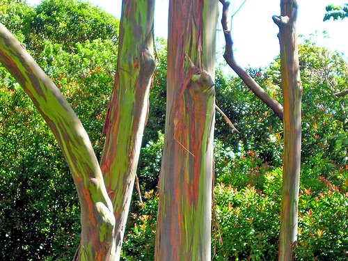 Rainbow Eucalyptus — Philippines Papua New Guinea