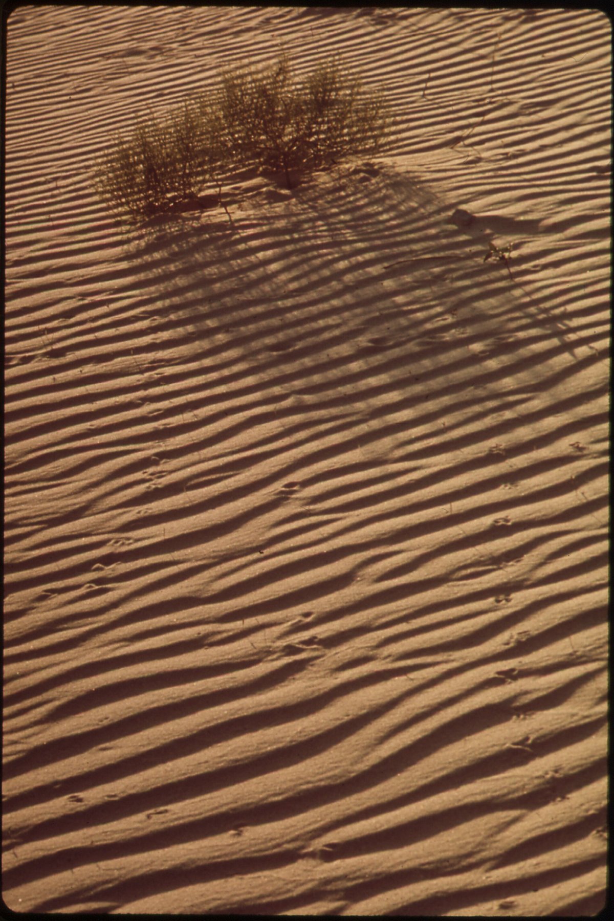 Monahans Sandhills