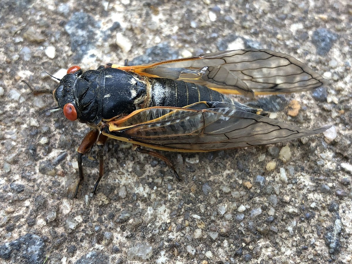 Periodical Cicada Emergence — Eastern USA