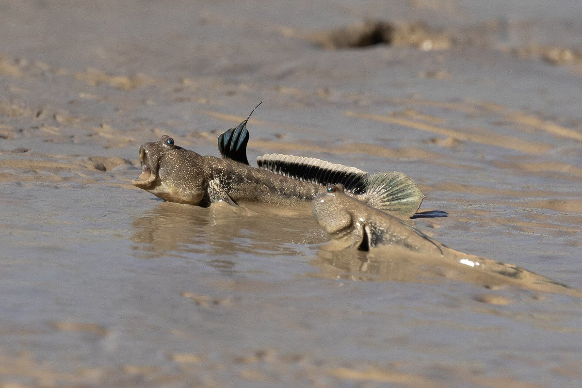 Mudskipper Display — Sundarbans Mangrove Bangladesh