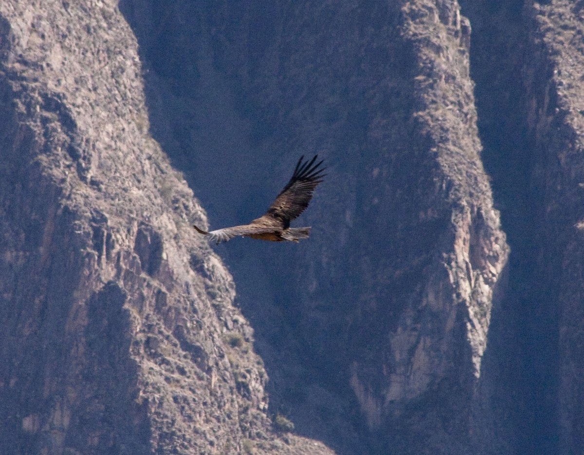 Colca Canyon Condor Soaring Season — Arequipa Peru