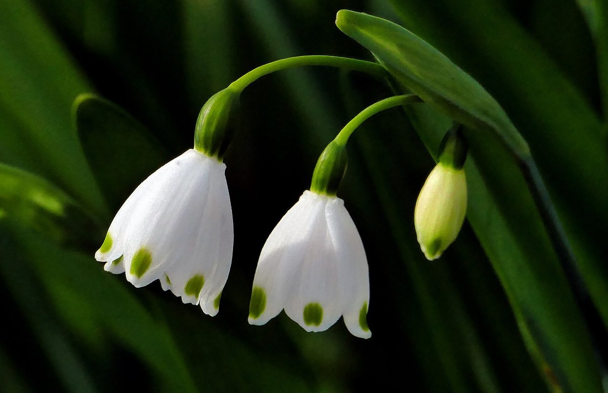 Snowflake Bloom — Abruzzo