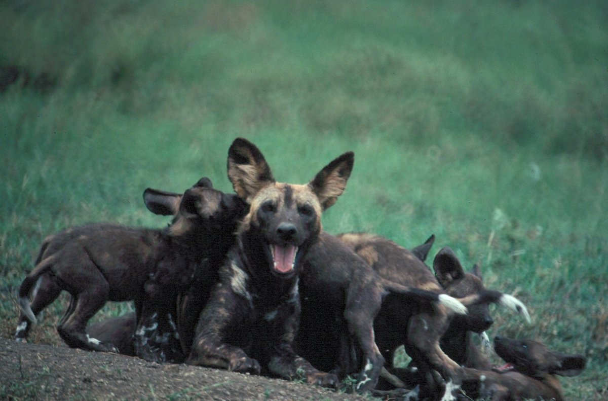African Wild Dog Pupping Season — Ruaha & Laikipia