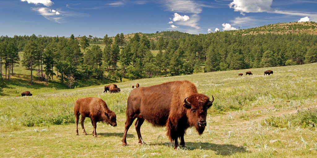 Custer State Park Bison
