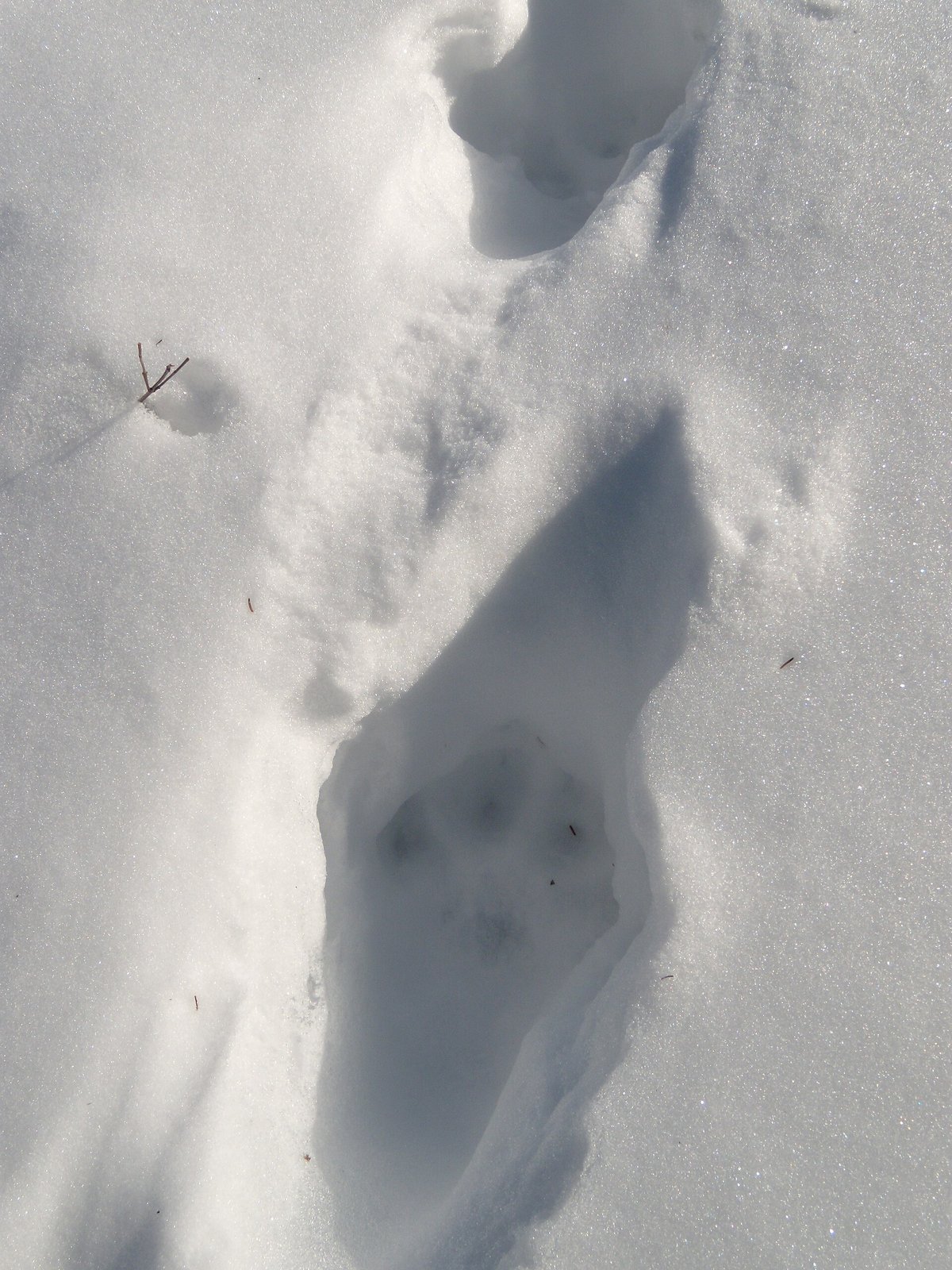 Lynx Tracking — Jura Mountains Switzerland
