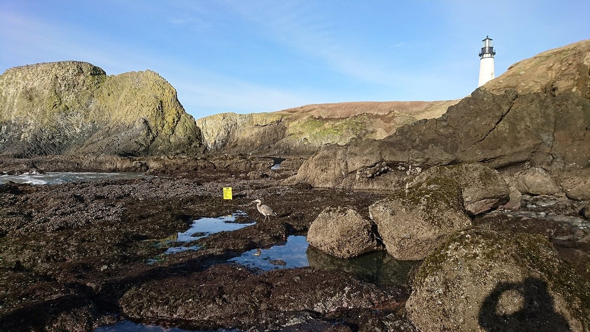 Yaquina Head Tidepools