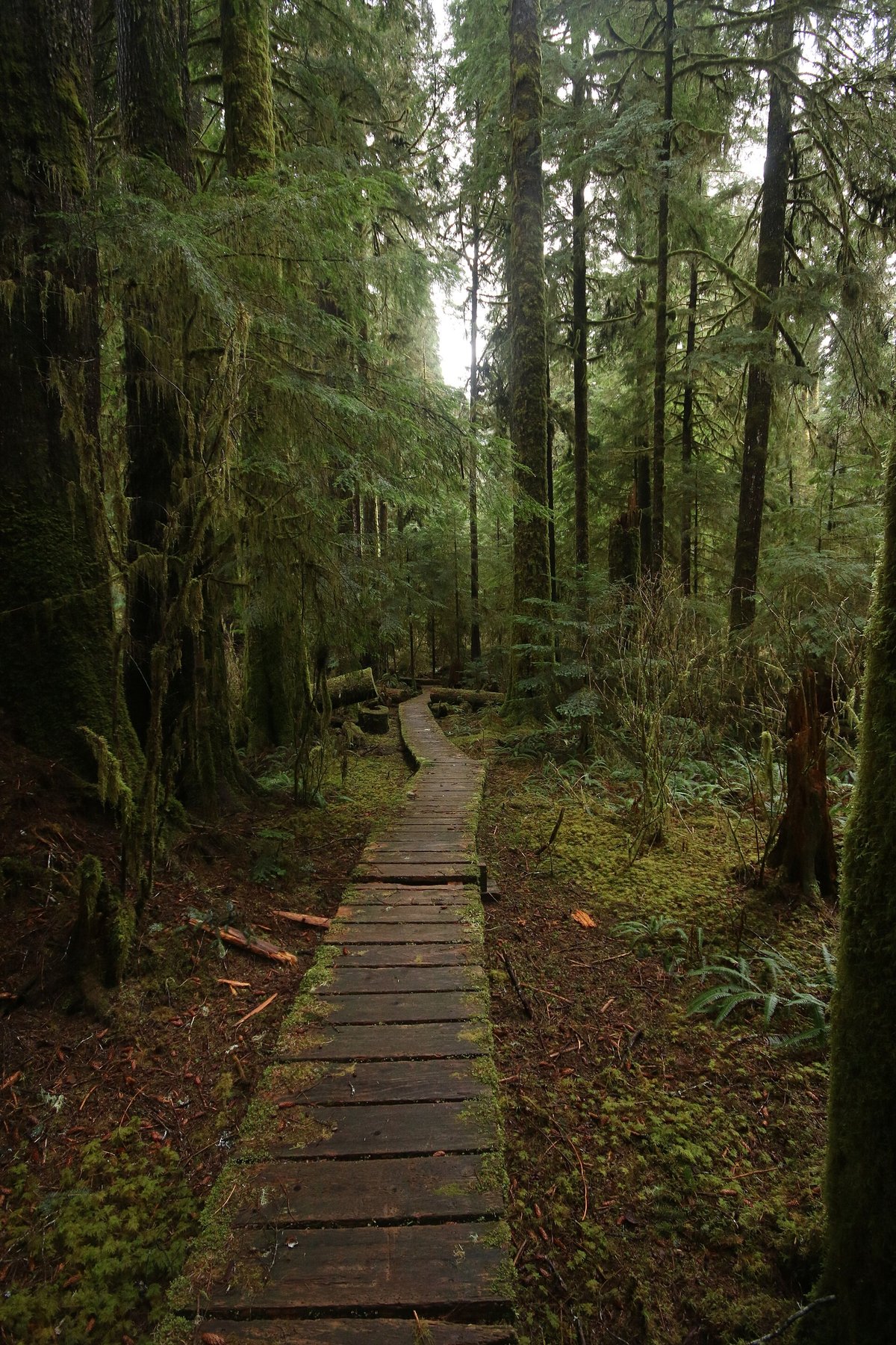 Carmanah Walbran Sitka Spruce Giants