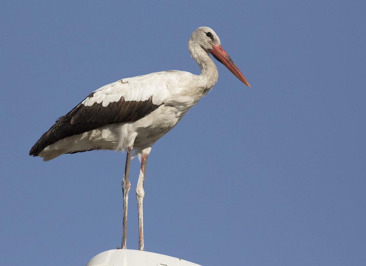 White Stork Autumn Staging — Extremadura