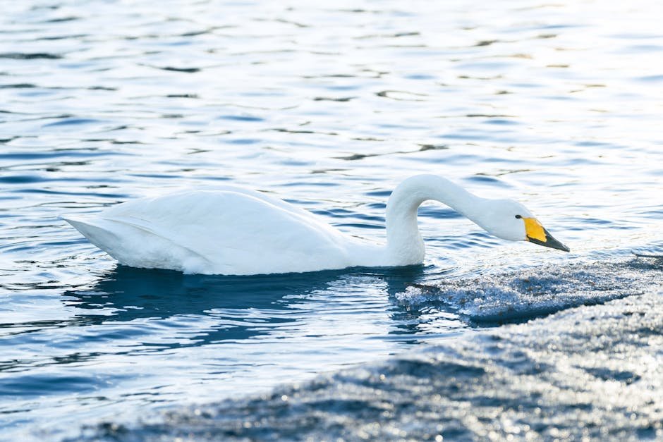 Hwajinpo Lake Whooper Swans