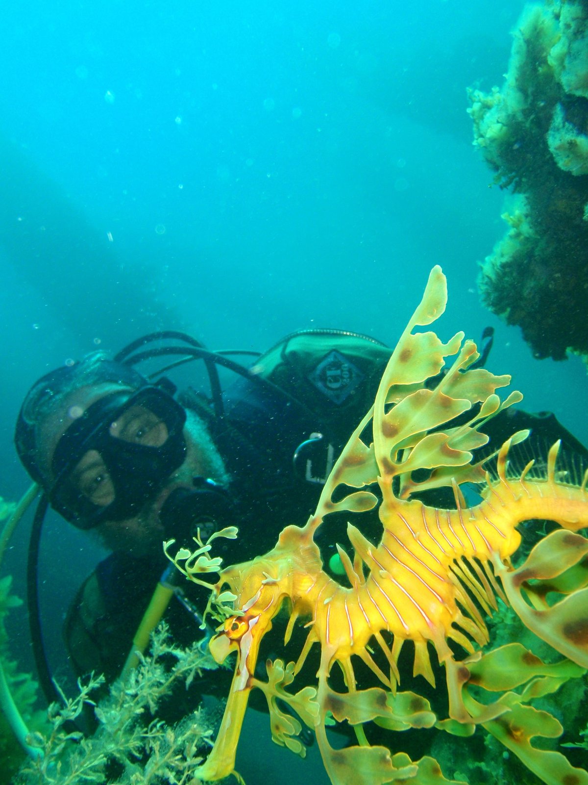 Sea Dragon Diving — Yorke Peninsula Australia