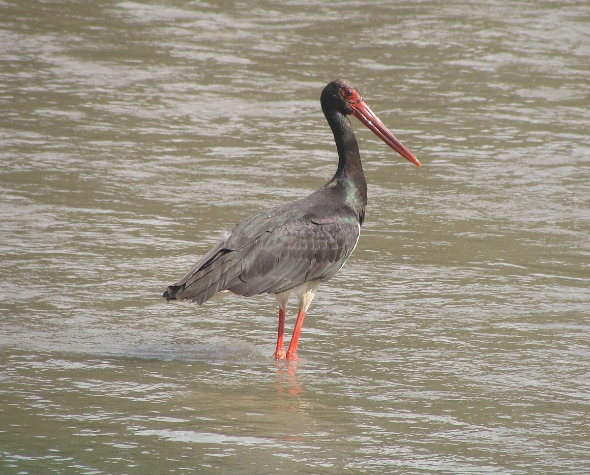 Black Stork Migration — Bosphorus