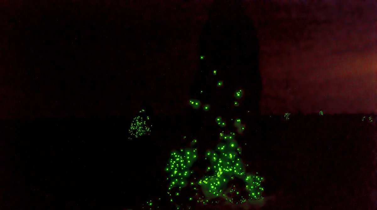 Emas Termite Mound Bioluminescence — Cerrado Brazil