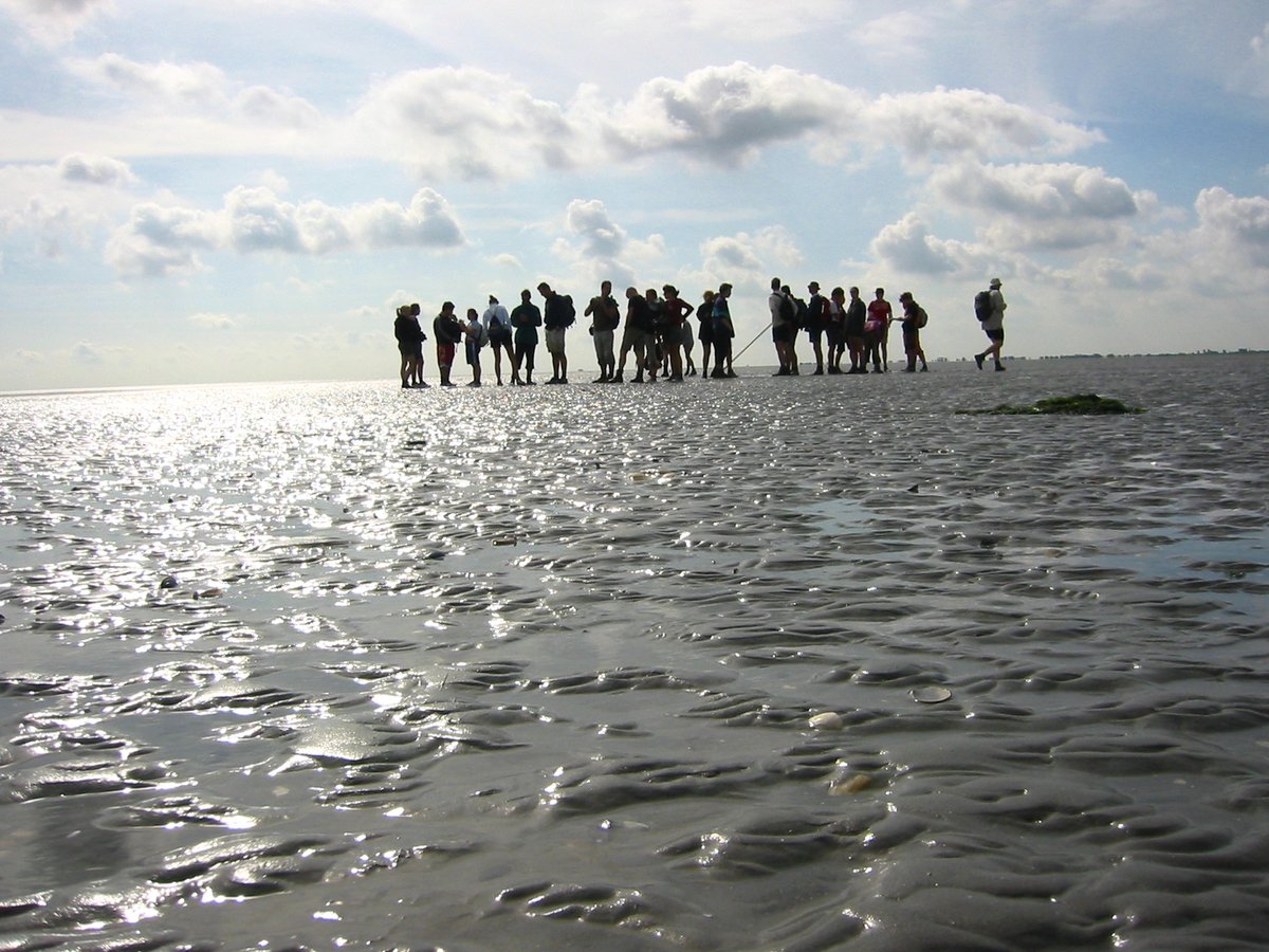 Pieterburen Wadlopen