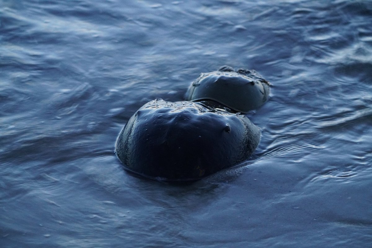 Horseshoe Crab Spawning Season — Delaware Bay USA