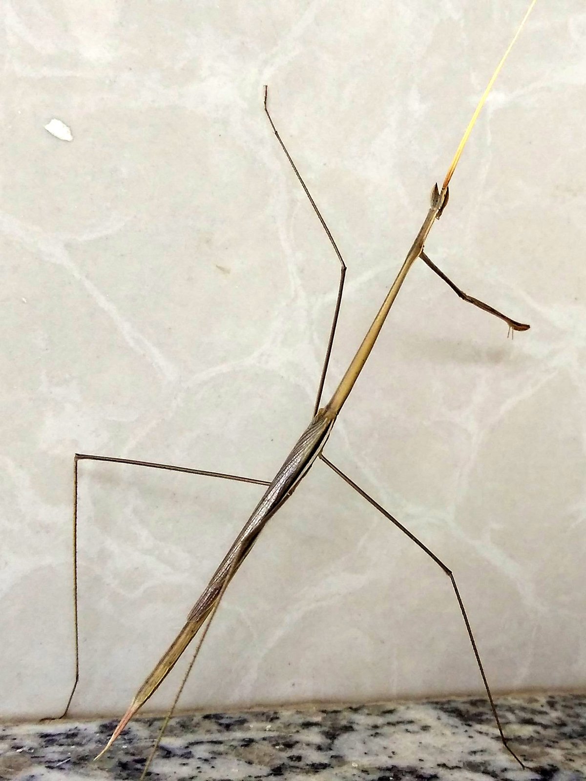 Indian Stick Insect Mass Hatch — Lord Howe Island Australia