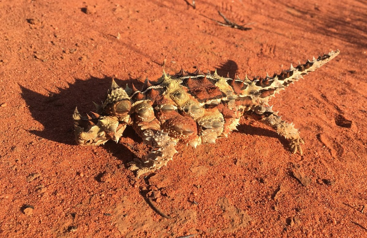 Thorny Devil Moisture-Harvesting — Simpson Desert Australia