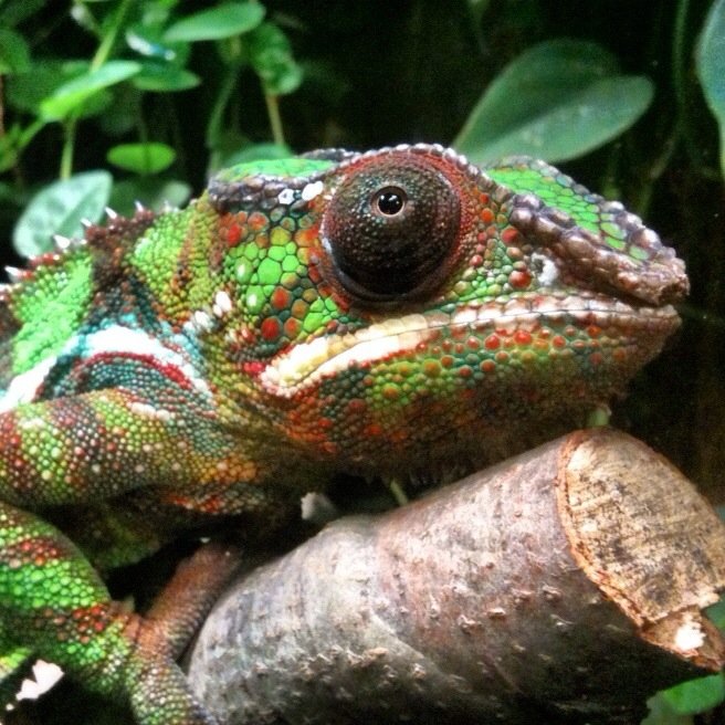 Panther Chameleon Colour Display — Masoala Peninsula Madagascar