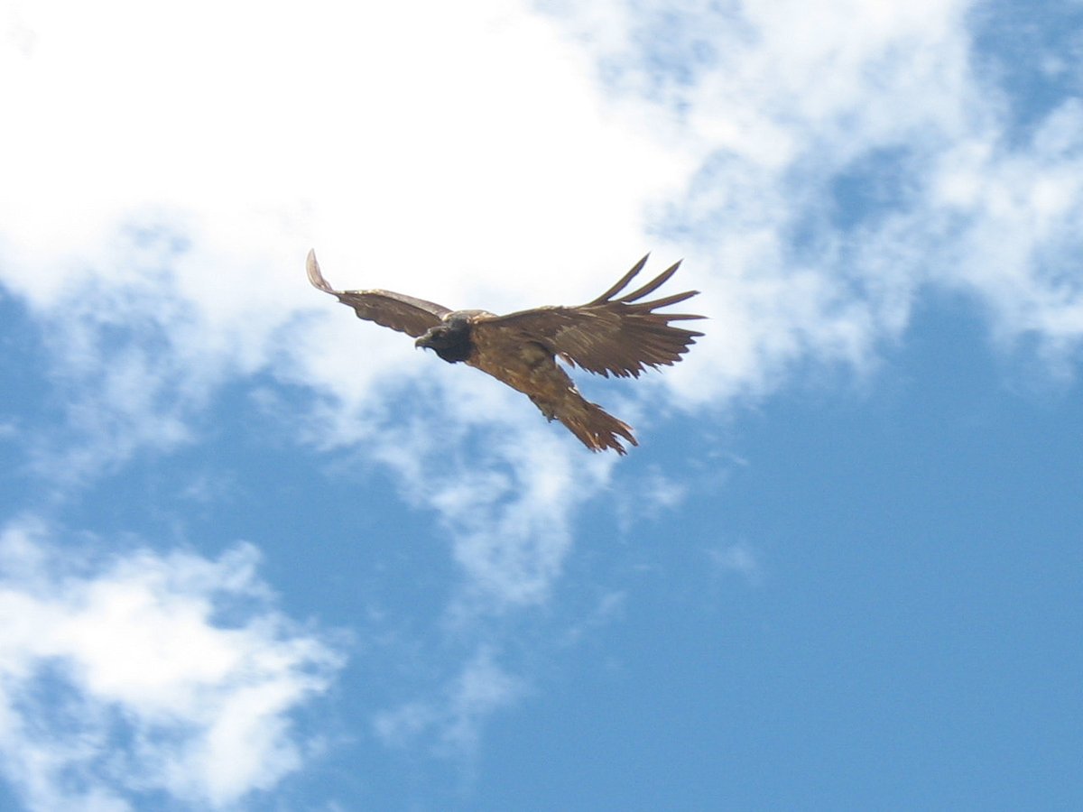 Lammergeier Soaring — Pyrenees National Park