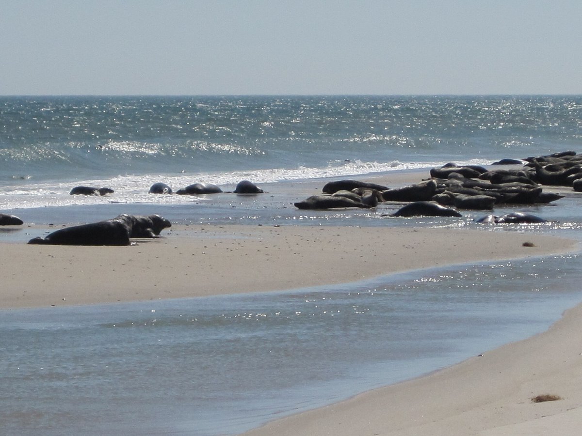 Monomoy Seal Colony