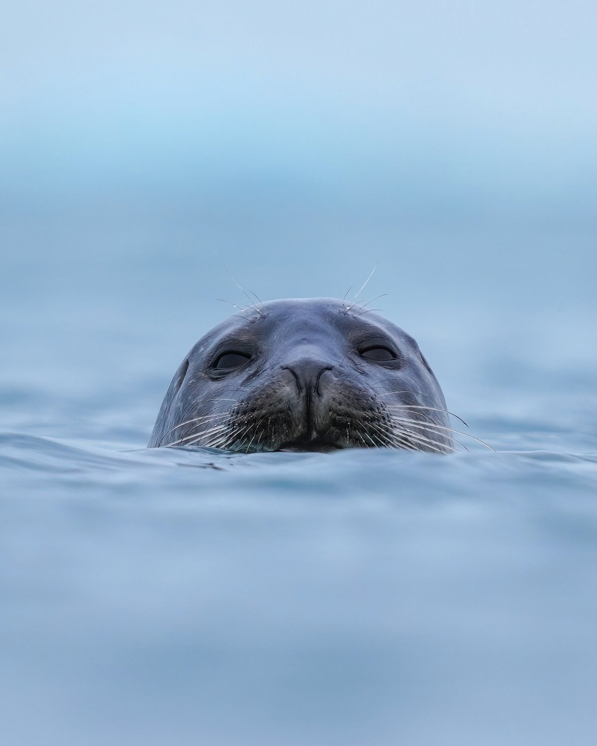 Common Seal Autumn Pupping — Blakeney Point