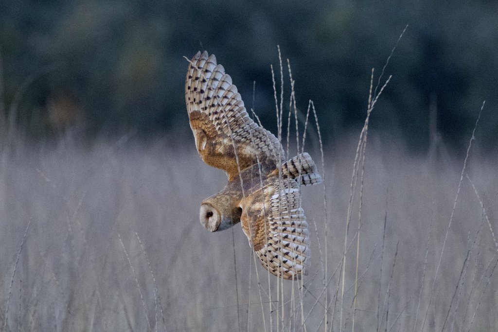 Barn Owl Hunting Season — Somerset England