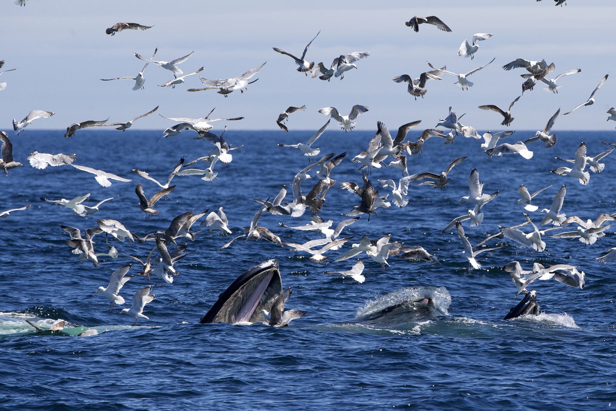 Stellwagen Bank Humpback Feeding