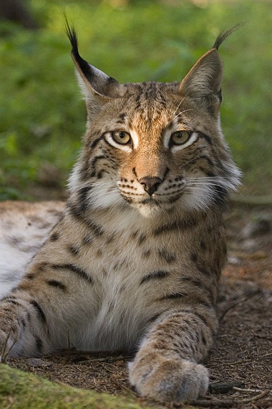 Lynx Reintroduction Tracking — Bohemian Forest