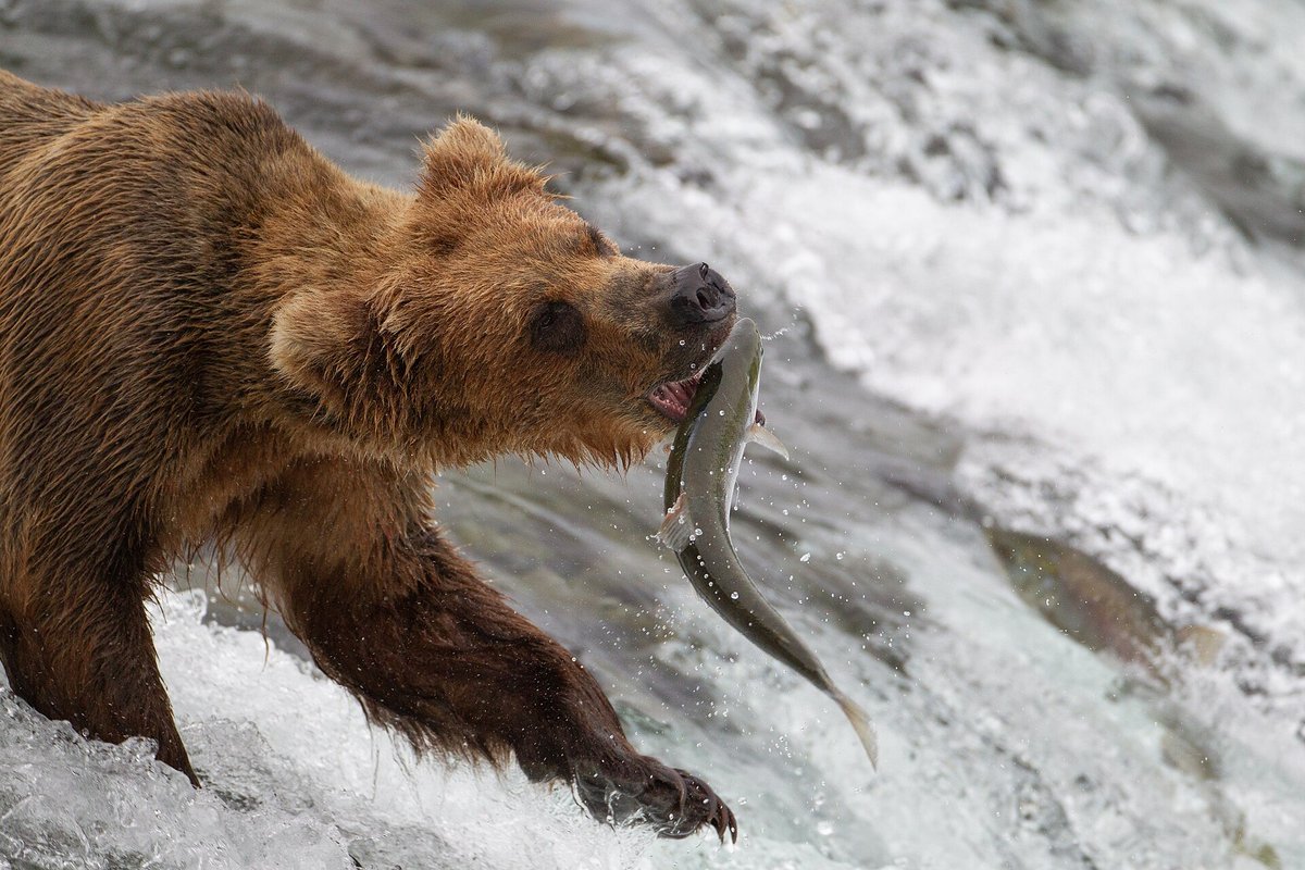 Brooks Falls Bear & Salmon Season — Katmai Alaska