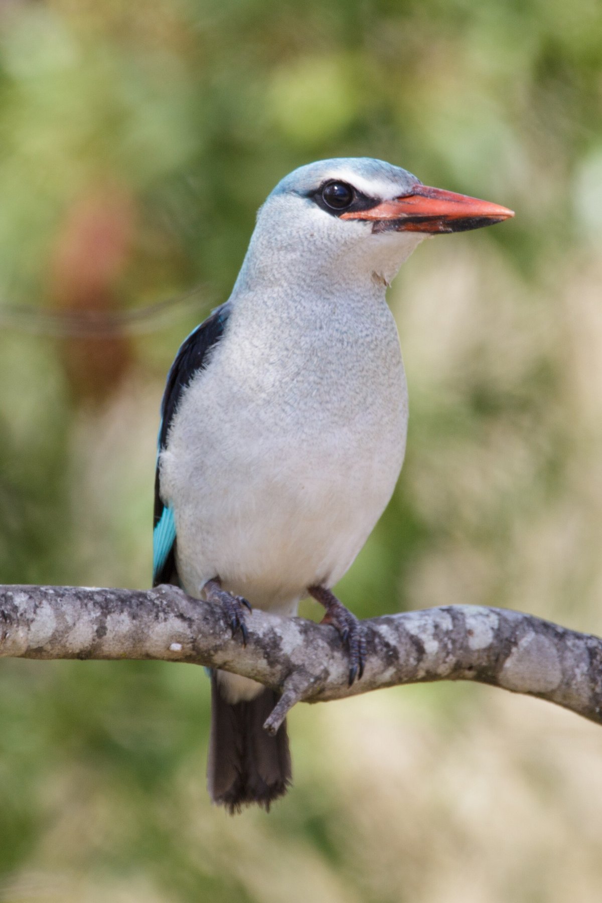 Mangrove Kingfisher — Sabah Borneo Malaysia