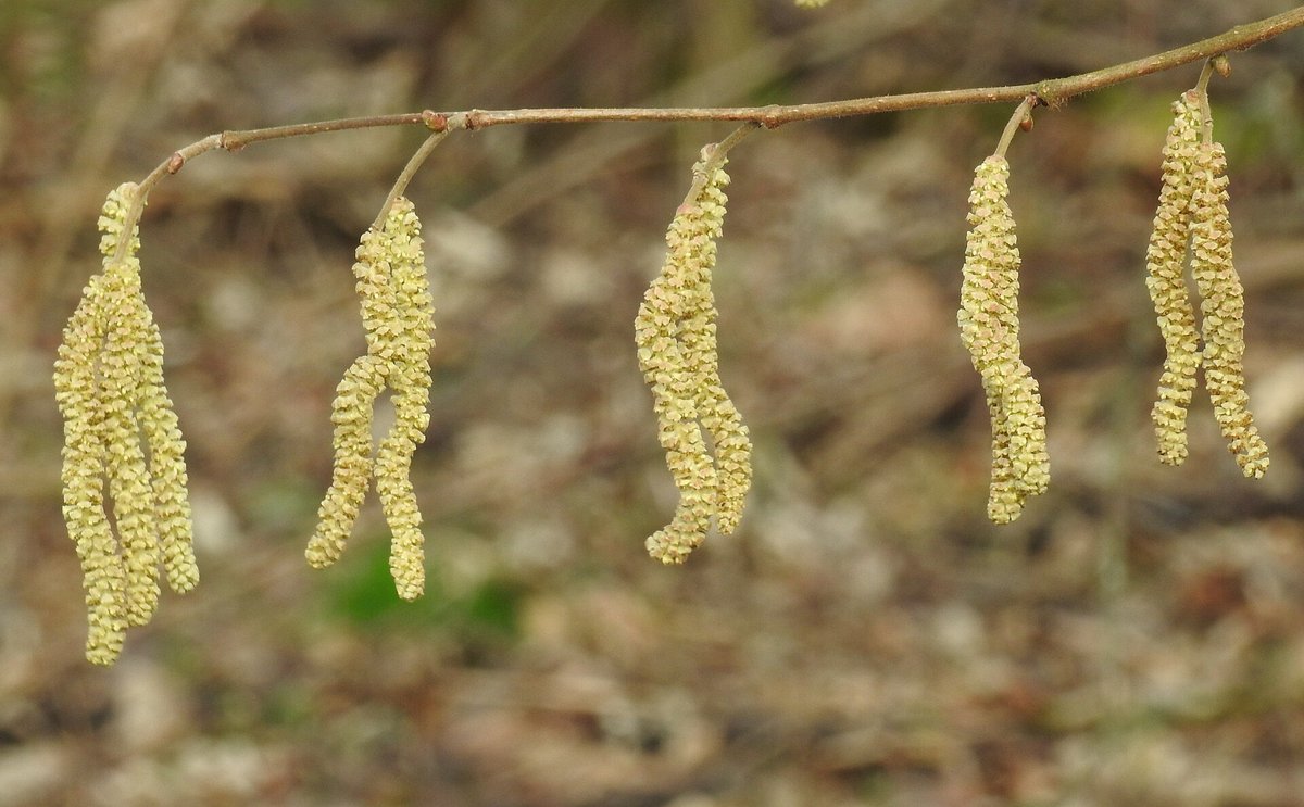 Hazel Catkin Season — Chiltern Woodlands
