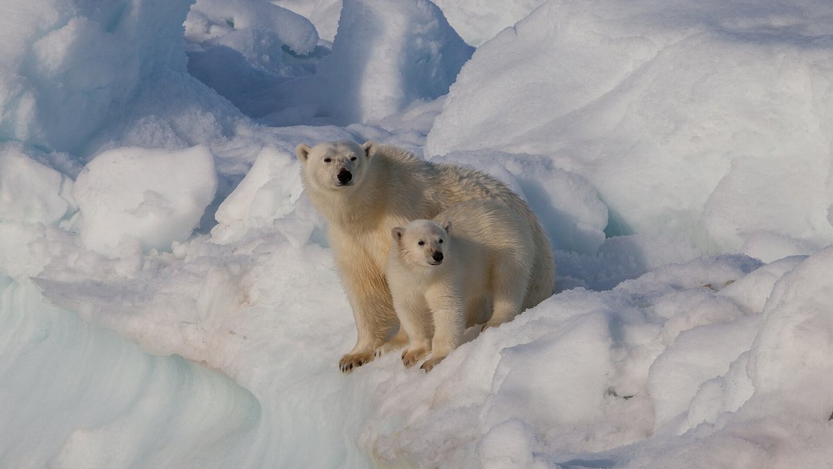 Polar Bear Spring Emergence — Wapusk Canada
