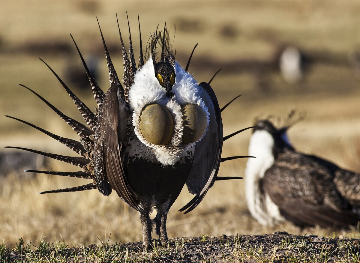 Greater Sage-Grouse Lek Dawn Dance — Wyoming USA