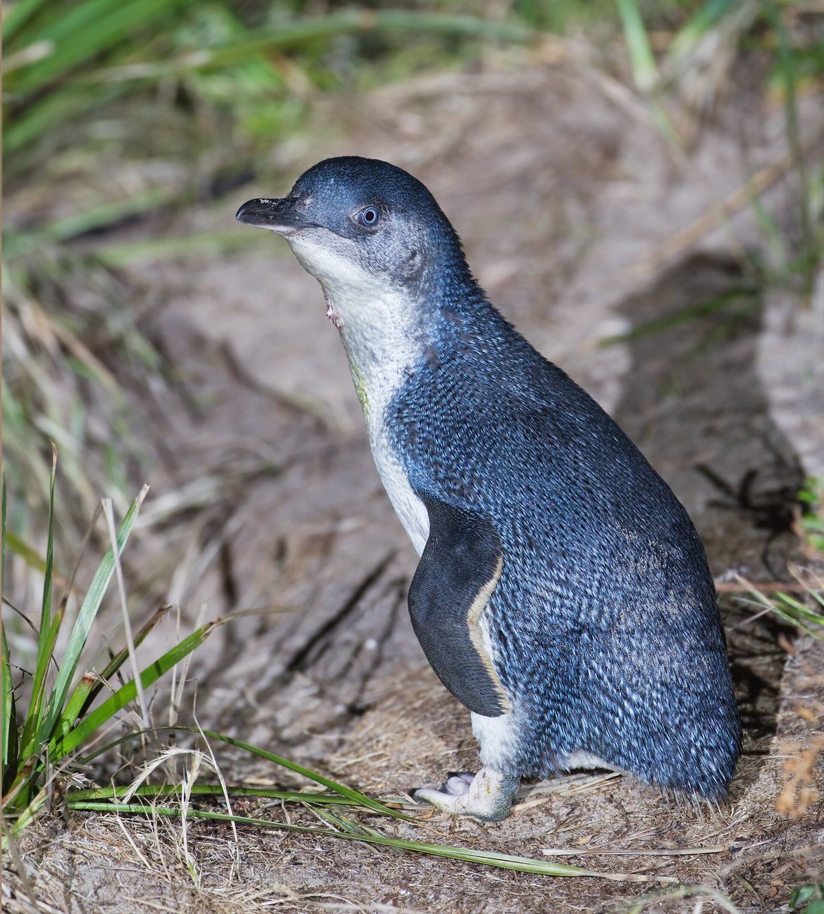 Little Penguin Nightly Parade (Phillip Island) — Montague Island