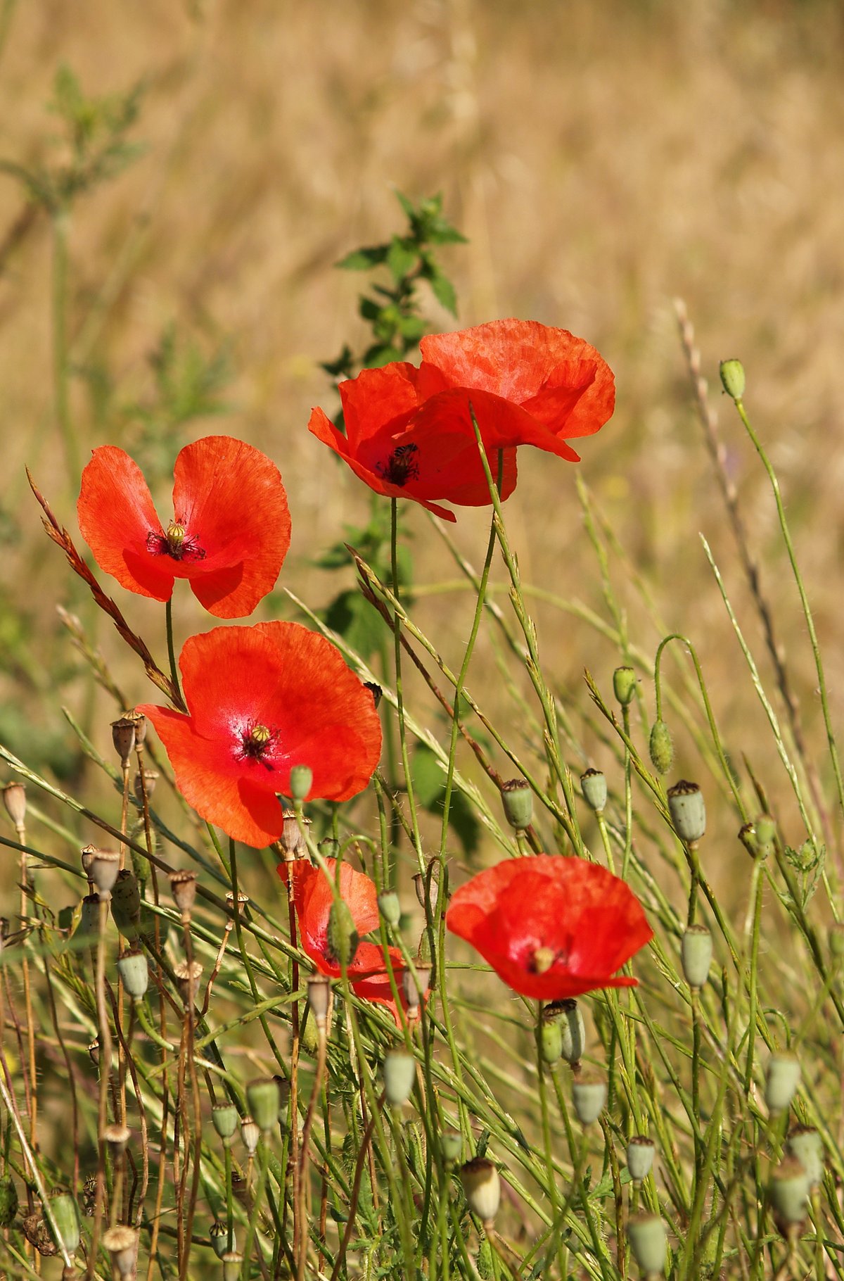 Poppy Field Bloom — Castelluccio di Norcia