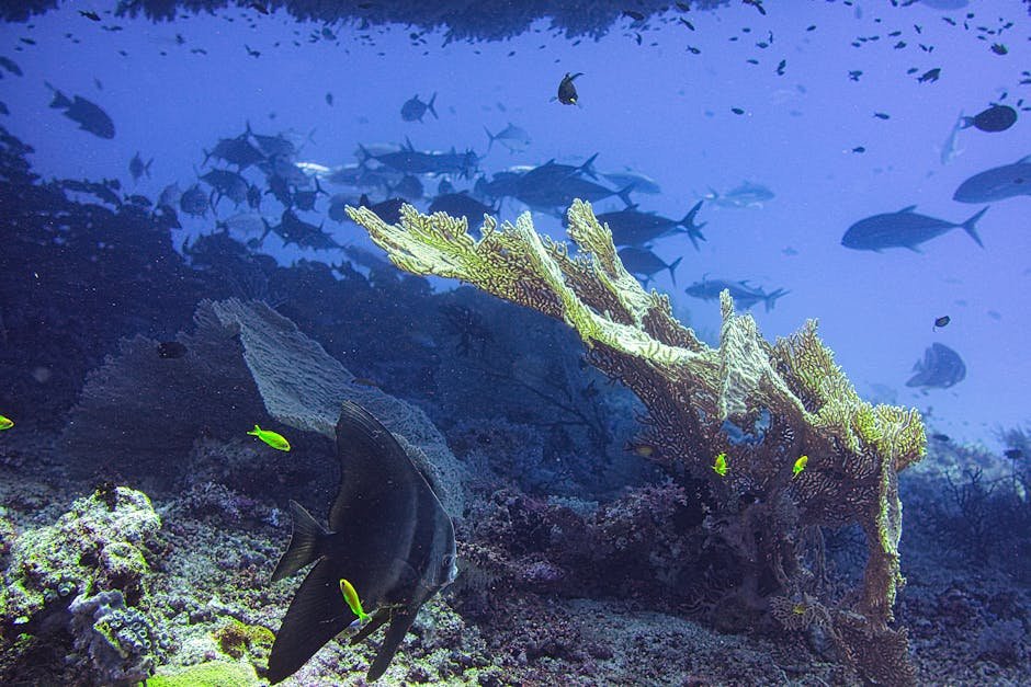 Lady Denison-Pender Shoal Coral Reef — Seychelles