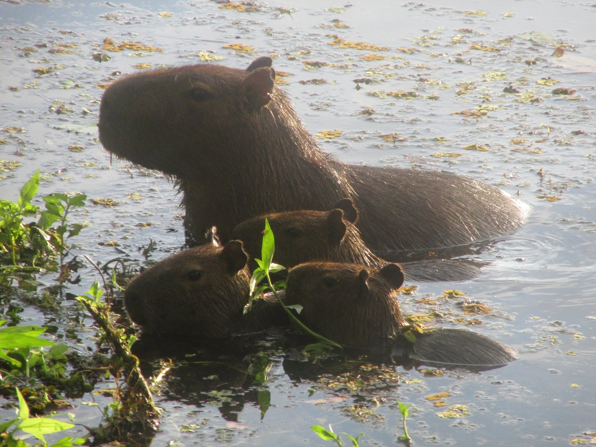 Capybara River Aggregation — Los Llanos Colombia
