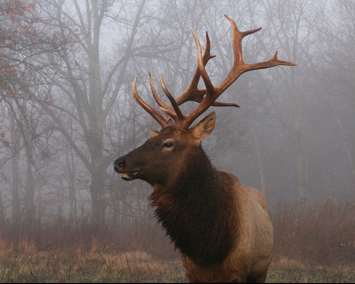 Land Between the Lakes Elk Bison
