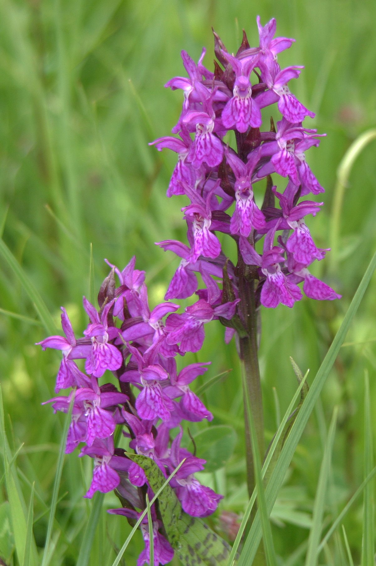 Wild Orchid Meadow — Gotland Sweden