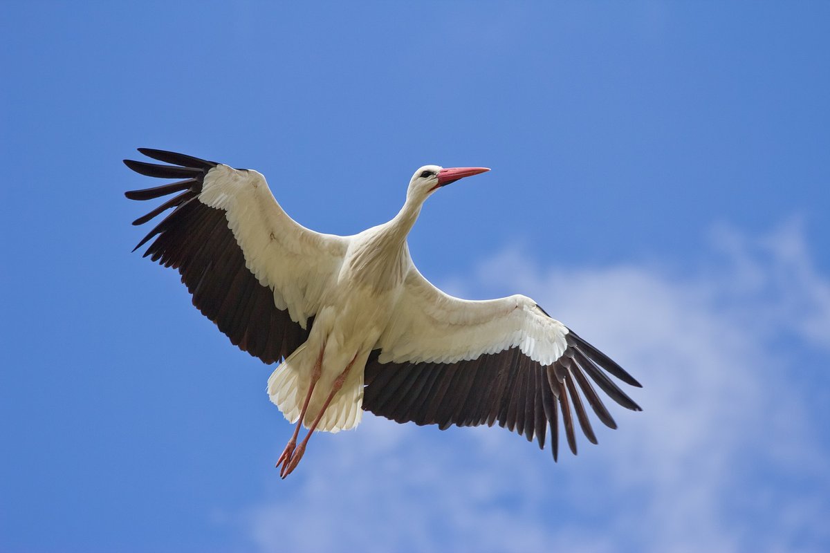 White Stork Migration (Straits of Gibraltar) — Strait of Gibraltar