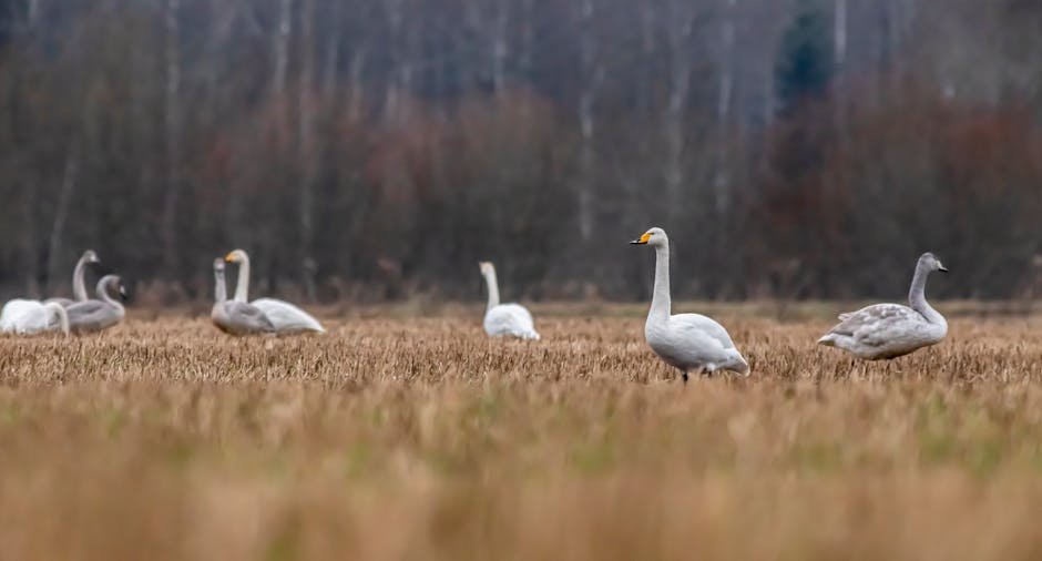 Singschwan-Überwinterung Mittelelbe