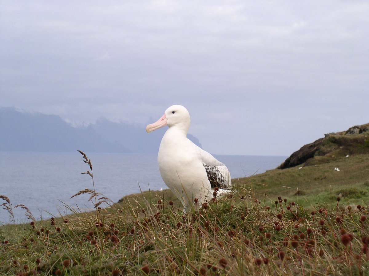 Wandering Albatross Courtship — Bird Island South Georgia