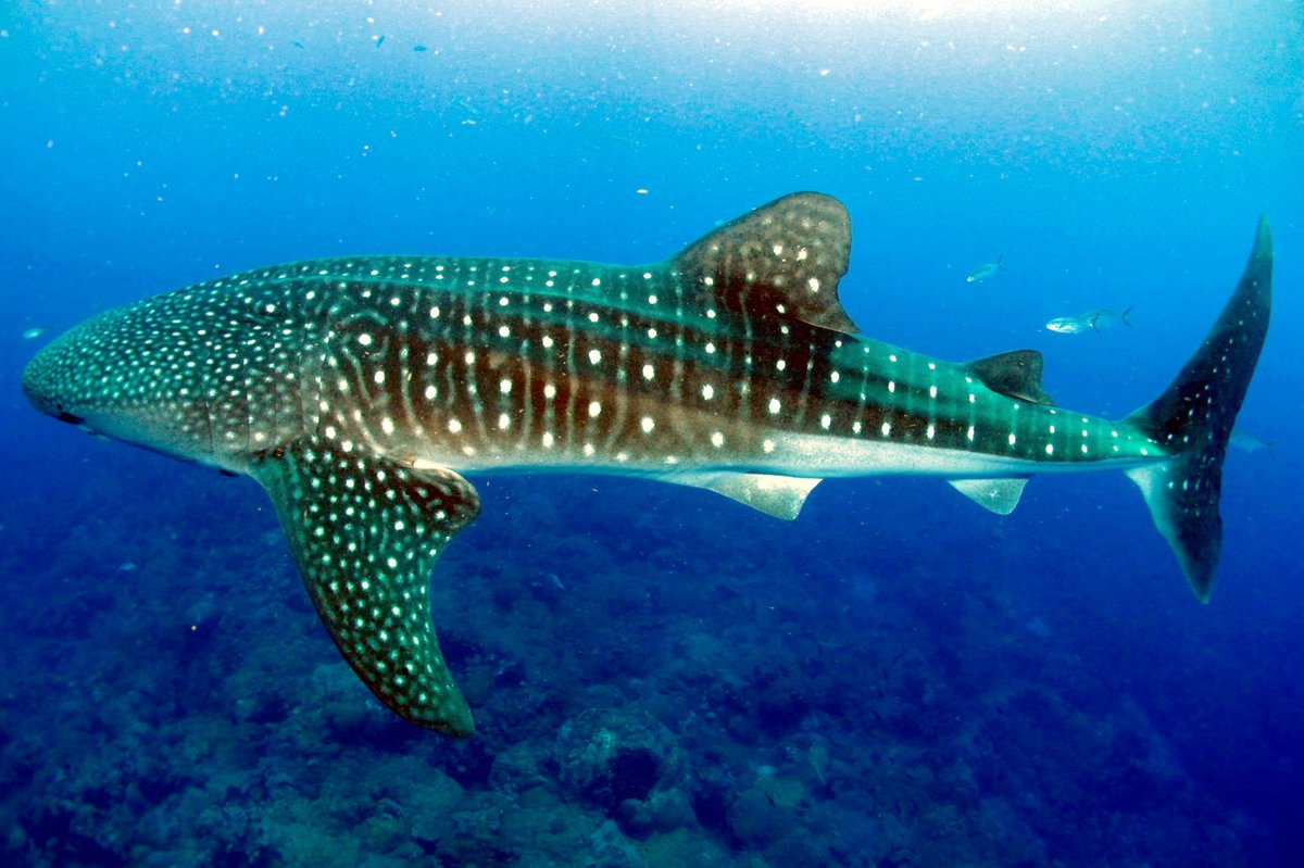 Whale Shark Night Feeding — Mafia Island Tanzania
