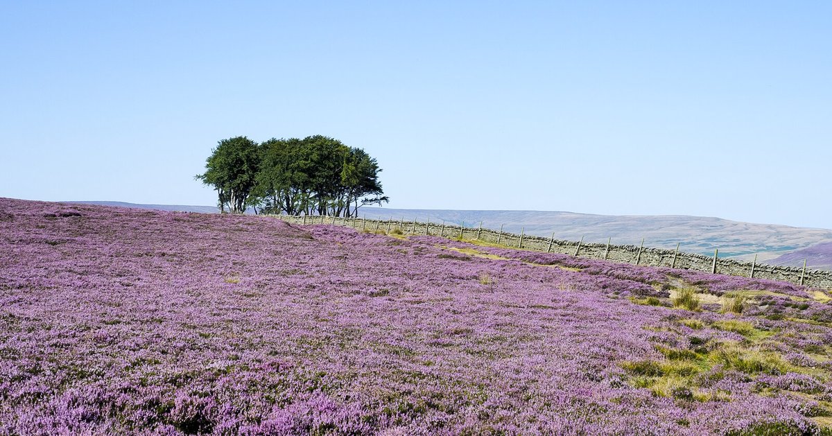 Heather Moorland Bloom — Yorkshire Dales National Park